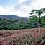 La Vieille Cheminée, Tropical Farm & Eco-Lodges
