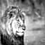 Muweti Bush Lodge