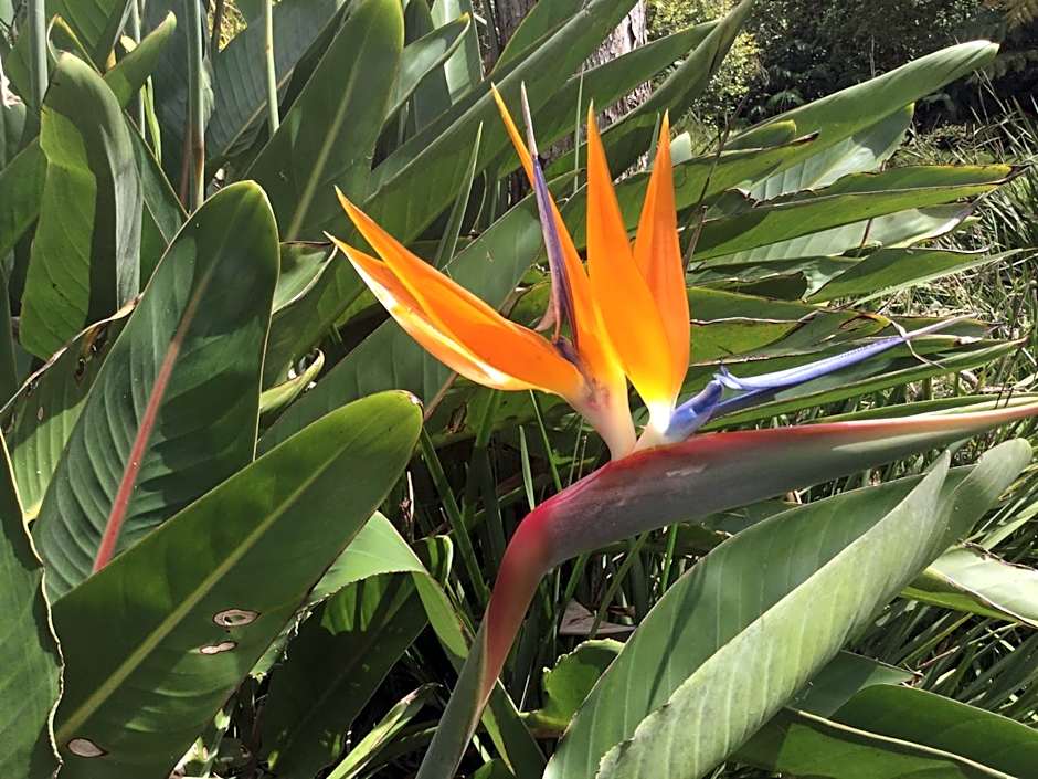 Hale 'Ohu Bed & Breakfast