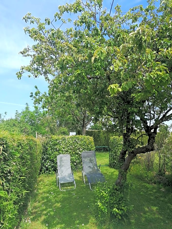 les hirondelles bleues