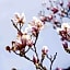 La Magnolia