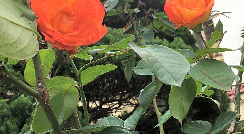 Goodstay Charmant Hotel (Korea Quality)