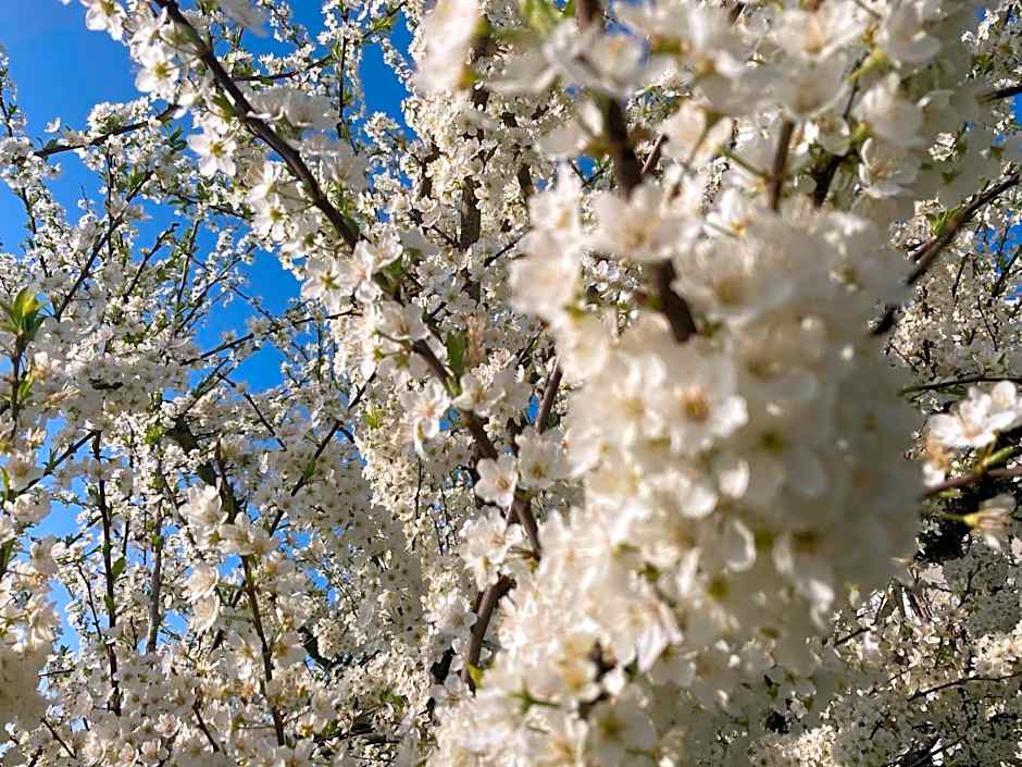 Alfazema Sunset House