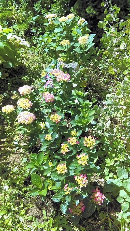 3 Roses – Villeneuve-sur-Yonne, NV
