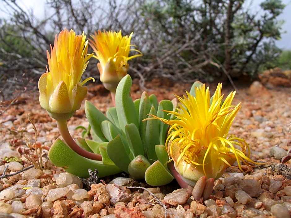 Naries Namakwa Retreat