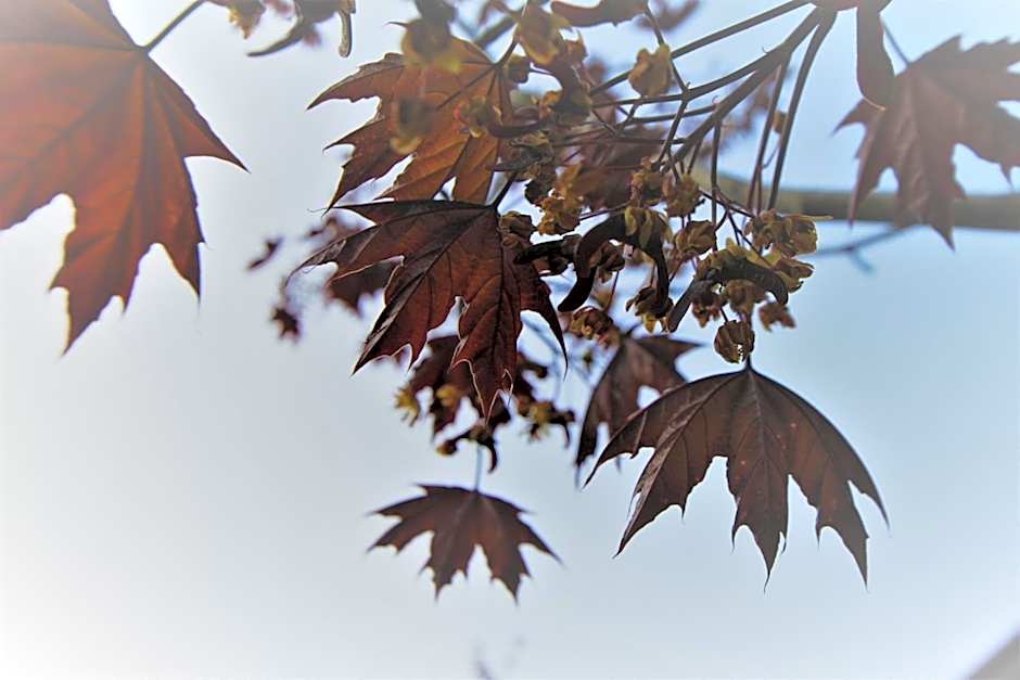 Hotel Bungalows Europa