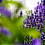 Le jardin des Biches