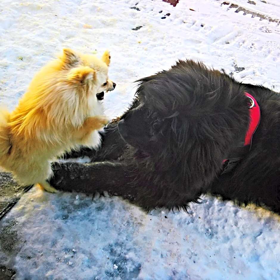 Apartments Suites LAC BLEU