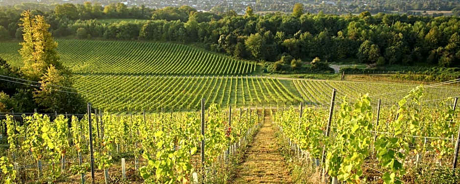 Denbies Vineyard Hotel