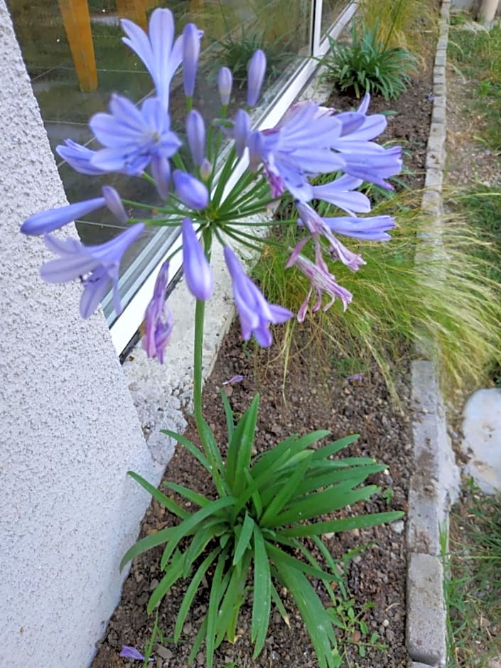 Les Agapanthes du frontonnais