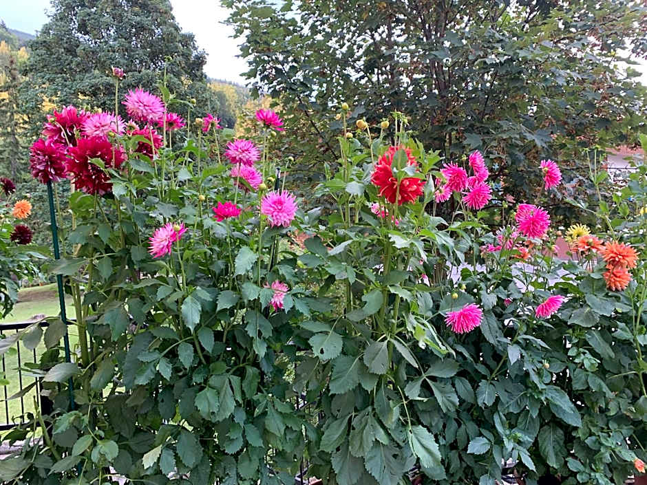 Apartment Hotel Elvis