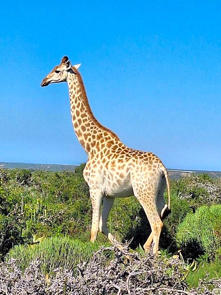 Kudu Ridge Game Lodge