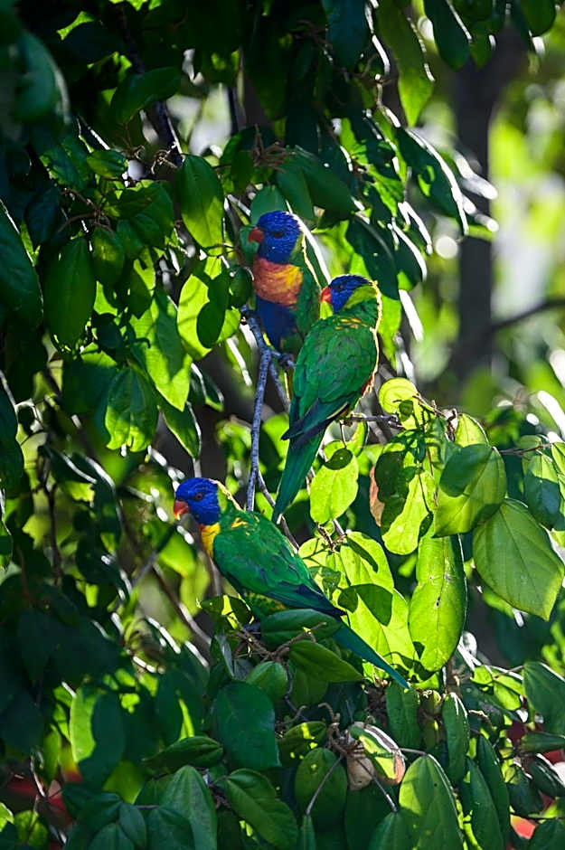 Amaroo Rainforest Resort