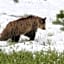 Bison Lodge - Lg Home - 2 bedrooms - less than 5 miles to Yellowstone North Entrance, Sleeps up to 8