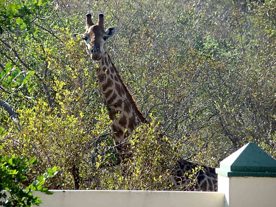 Muweti Bush Lodge