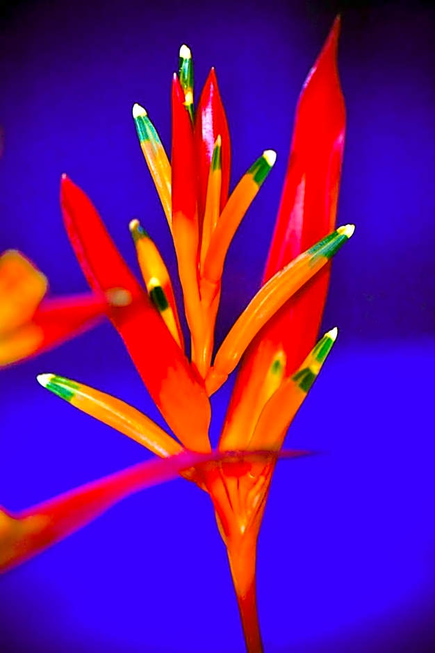 Mangabeiras - Casa de Hóspedes