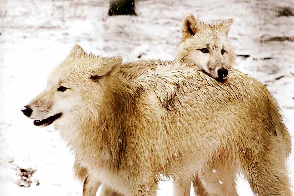 Tree Inn - Das Baumhaushotel