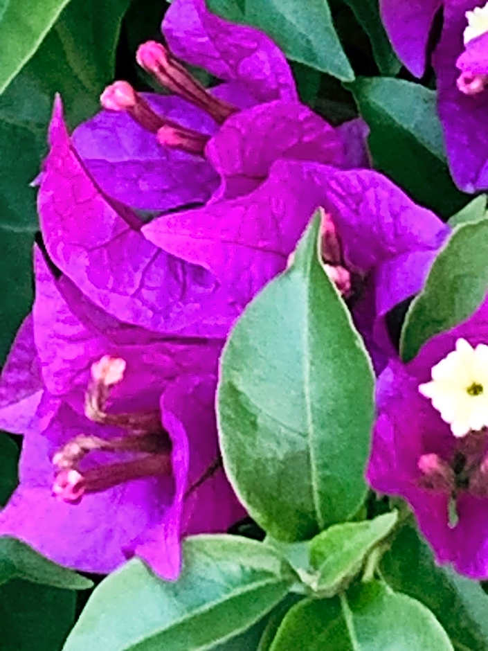 VILLA MADY Adultes Only