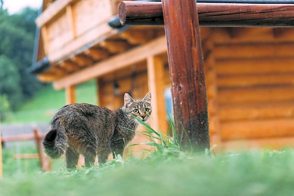 Domki u Huberta