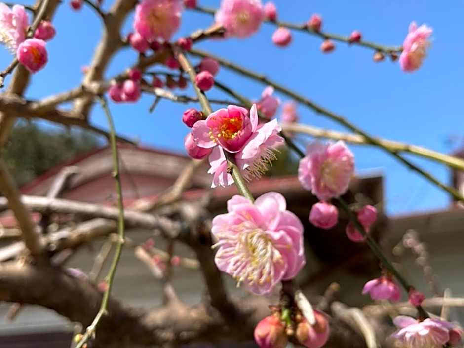 Yuraku Izu-Oshima dormitory - Vacation STAY 51863v