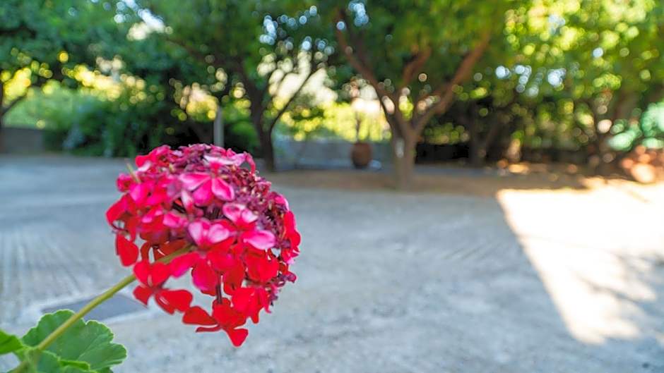 Davis Studios & Apartments