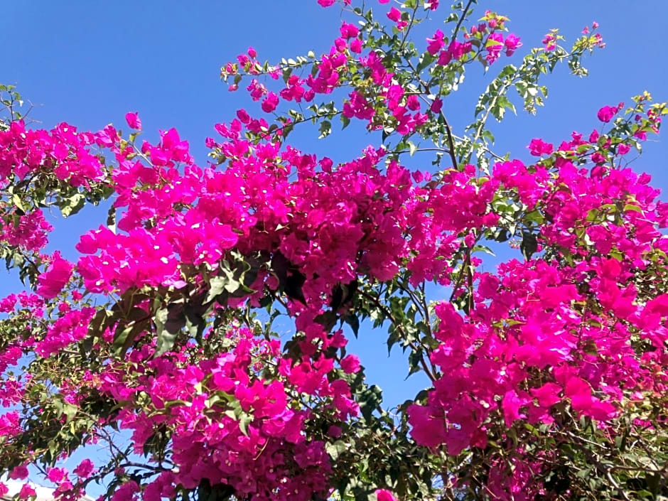 Chambre d'hôte Coeur-CoCo piscine