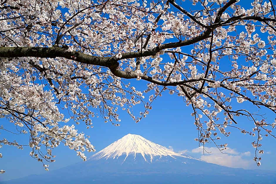 Business Hotel Sunpu