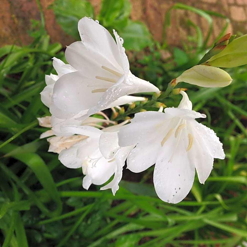 Cybele Lodge Boutique Bed and Breakfast