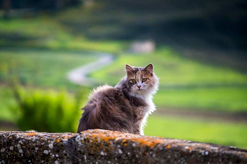 Helimos B&B with Segesta Temple view near Castellammare del Golfo