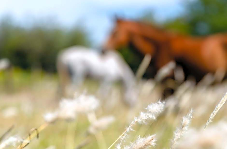 Wyndham Garden Lujan