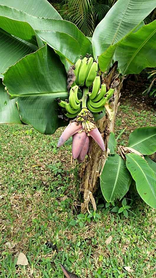 Casa Colonial Estate, Cozumel