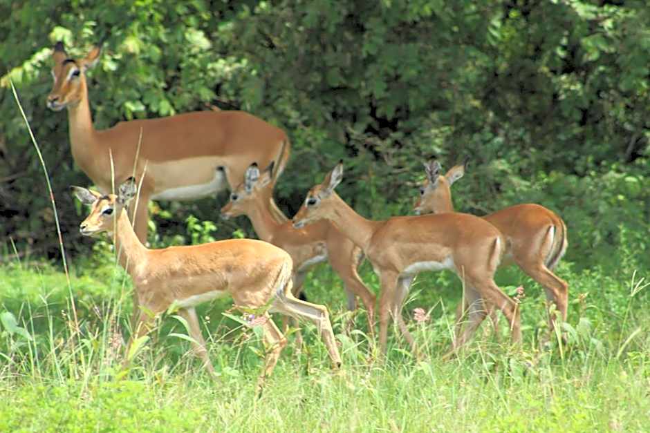 Lindani Game and Lodges
