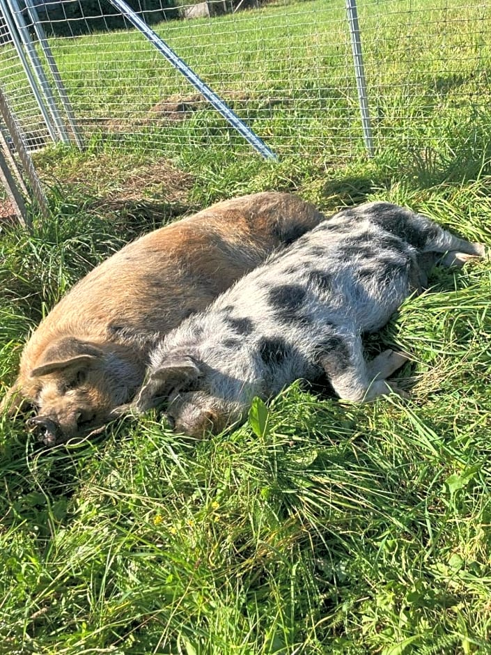 Ferienhaus FRIEDLHOF