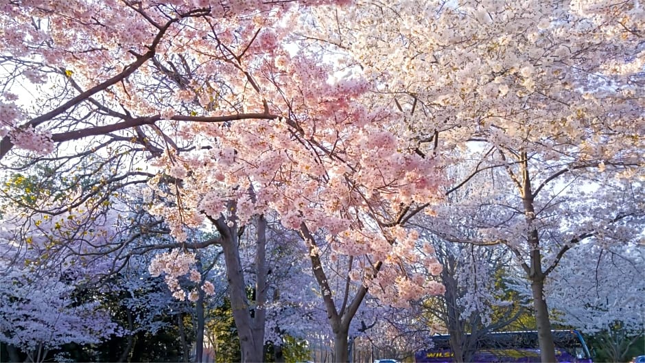 Tokyo Cherry Blooming Hotel Ueno 东京超级中心上野公园3分钟 地铁1分钟 位置绝佳超级繁华 免费wifi Dyson吹风机COA