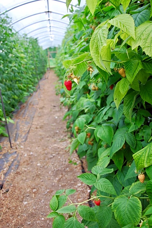 B&B dalla fattoria della Patty