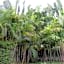 B&B Forest Hill Khao Yai