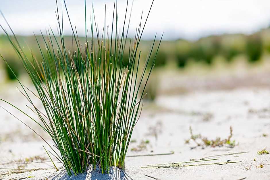 Camping Hotel Renesse