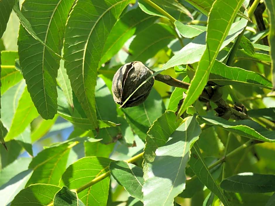 Pousada Biso Finoca Ibiraquera