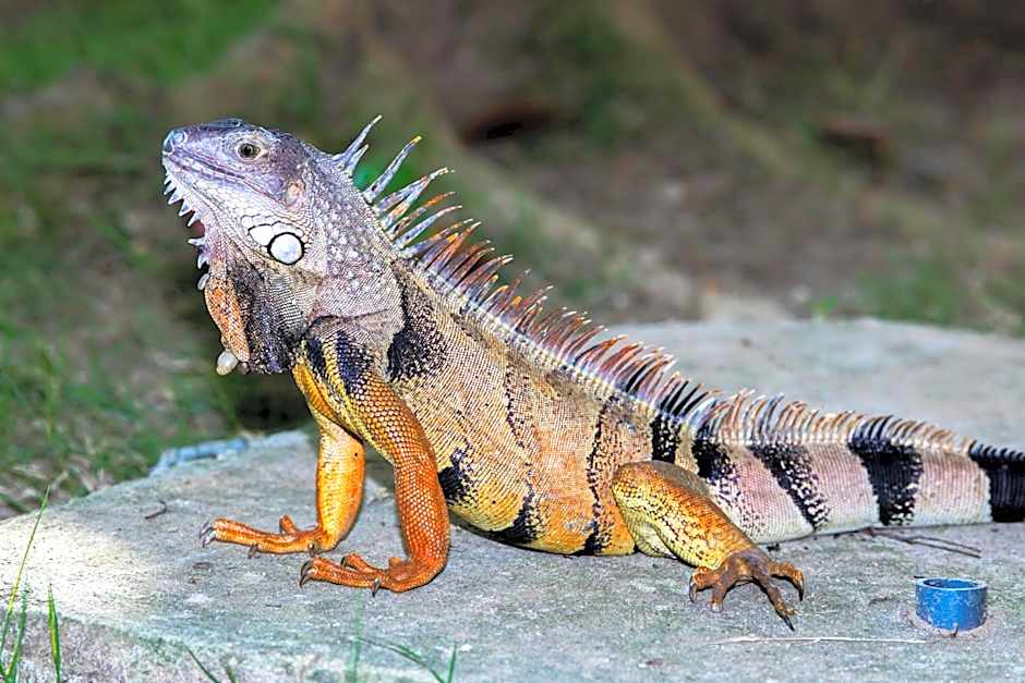 Estelar Playa Manzanillo - All Inclusive