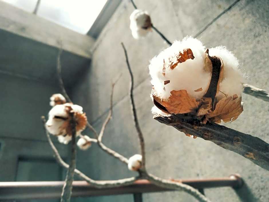 GOIN Old House & Bar