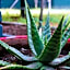 Bothabelo Bed and Breakfast