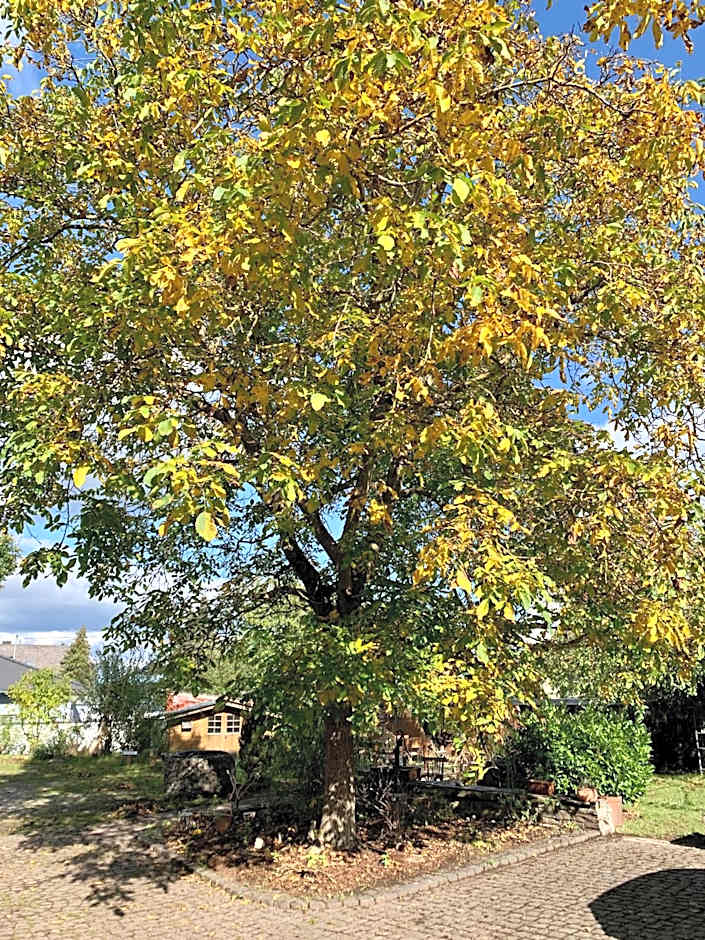 Altes Zehnthaus Geierlay