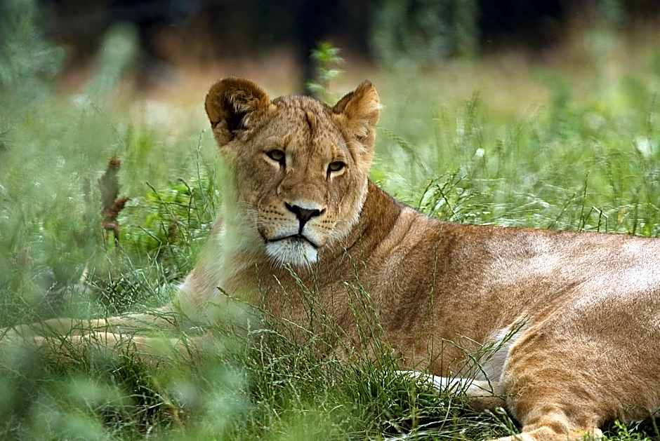 Dyreparken Safarihotell