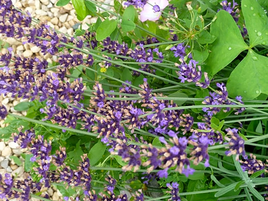 Au Son du Jardin Poitevin