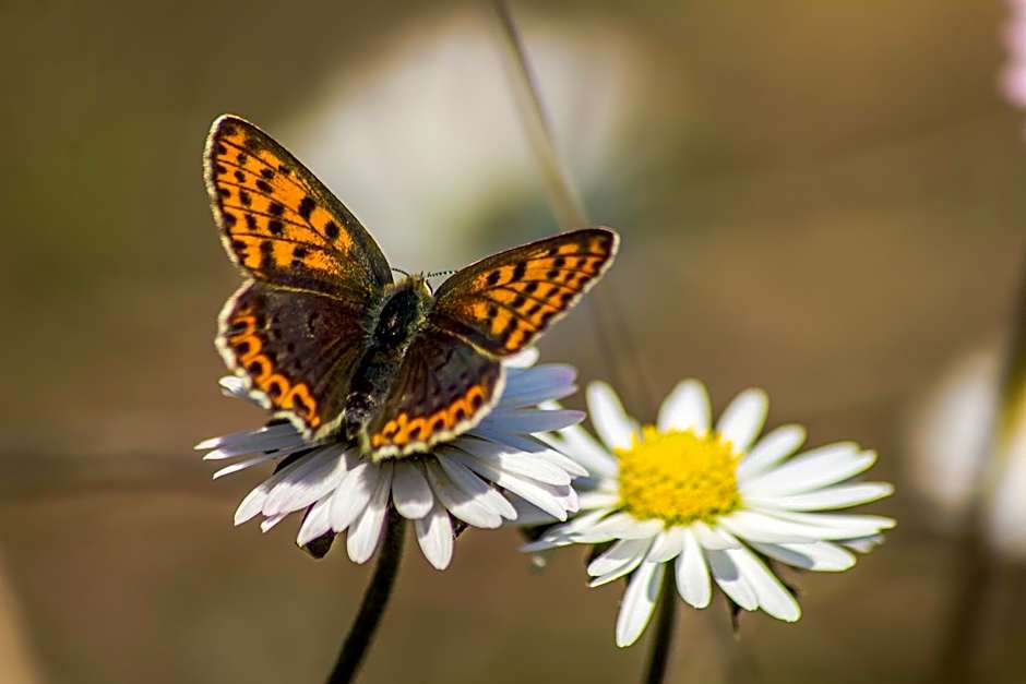 Iliada Hotel Kaz Daglari