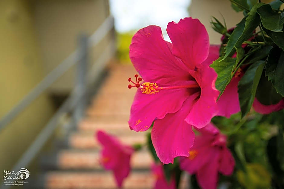 Beten Waru Bungalow and Restaurant