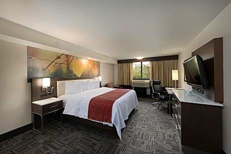 Standard King Room with Sofa Bed - Non-Smoking