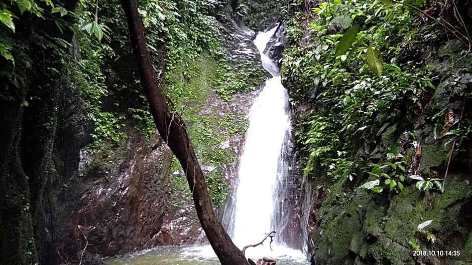 Green Forest Tangkahan