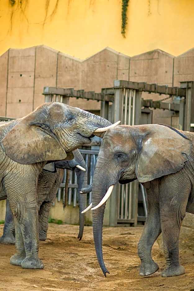 WELTWIEN Luxury Art Apartments & Free Parking