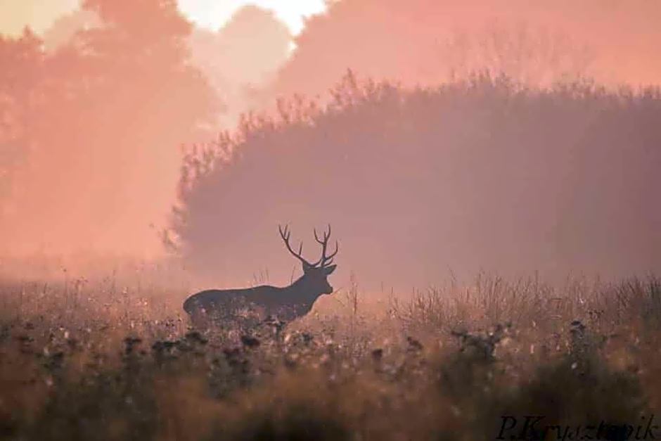 Gościniec Biebrzański